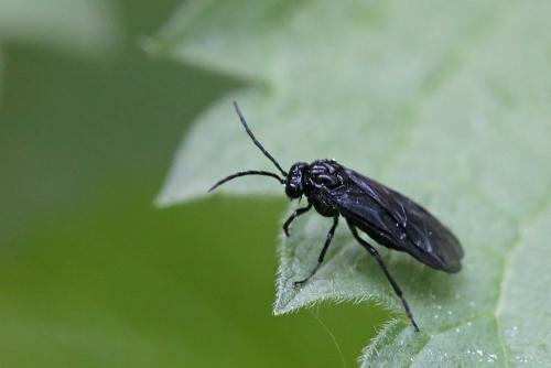 Réf. 263 141 : Phymatocera aterrima